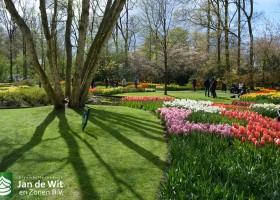 Keukenhof 2016 (16)