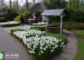 Keukenhof 2016 (17)