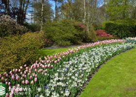 Keukenhof 2016 (18)