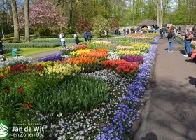 Keukenhof 2016 (19)