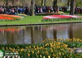 Keukenhof 2016 (2)