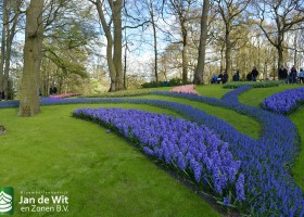 Keukenhof 2016 (21)
