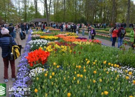 Keukenhof 2016 (3)