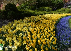 Keukenhof 2016 (4)