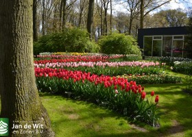 Keukenhof 2016 (5)