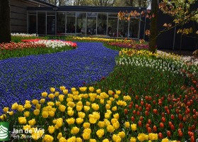 Keukenhof 2016 (6)