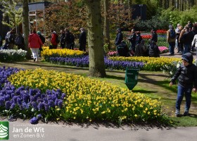 Keukenhof 2016 (7)