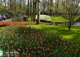 Keukenhof 2016 (8)