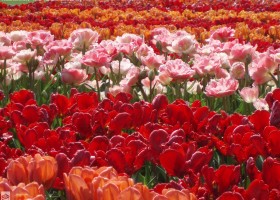 Keukenhof 2011