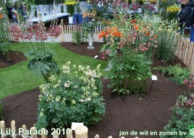 Lily Parade 3