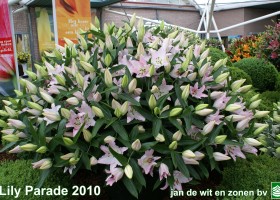 Lily Parade 6