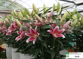 Lily Parade 2011