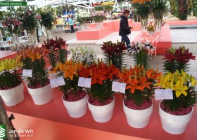 Lily Parade overview