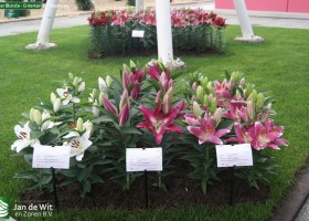 Sheer Blonde - Entertainer - Reeleeze