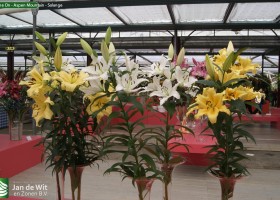 Shine On - Aspen Mountain - Solange