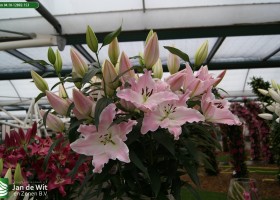 Lilium 04.10-12802-153