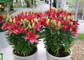 Lilium Buzzer 2
