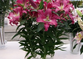Lilium Competition 2
