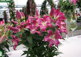 Lilium Competition 3