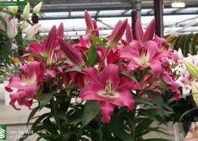 Lilium Competition
