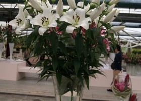 Lilium Finion 2