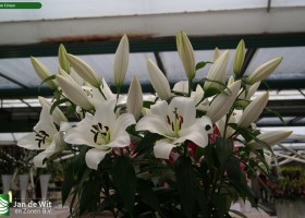 Lilium Finion