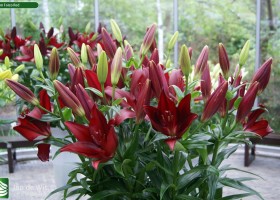Lilium Forzo Red