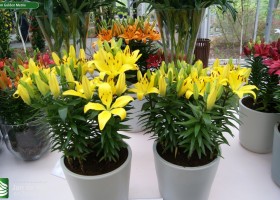 Lilium Golden Matrix