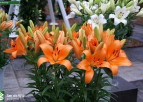 Lilium Honesty