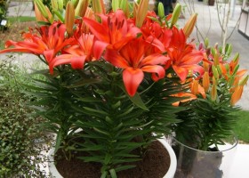 Lilium Matrix