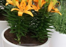 Lilium Orange Matrix 2