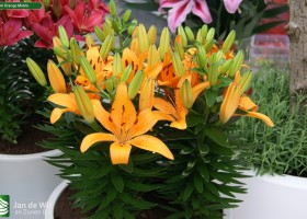Lilium Orange Matrix