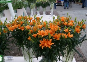 Lilium Orange Twins