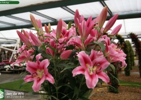 Lilium Pink App