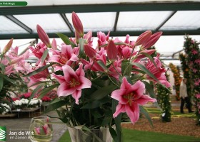 Lilium Pink Magic