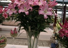 Lilium Pink Mist 2
