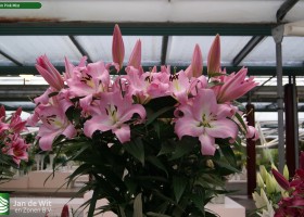 Lilium Pink Mist