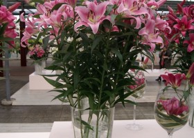 Lilium Pink Palace 2