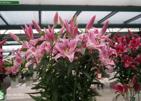 Lilium Pink Palace
