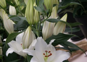 Lilium Queensland