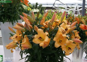 Lilium Saltarello