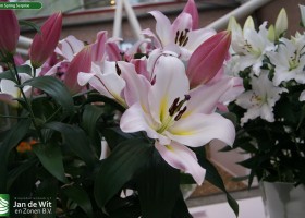 Lilium Spring Surprise