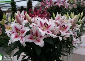 Lilium Sucinto