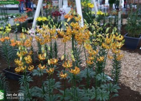 Lilium Sunny Morning