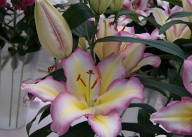 Lilium Tricolore 2