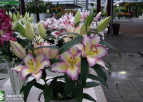 Lilium Tricolore