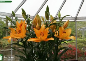 Lilium Vermont