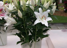 Lilium White Hero