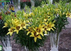 Lilium Yellow Pixels