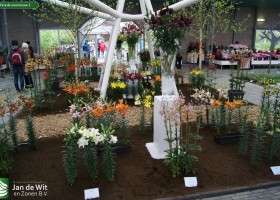 Lily Parade overview 1